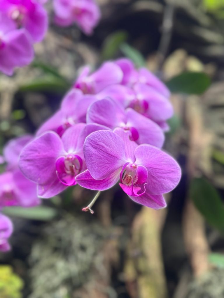 Orchideen im Cloud Forrest