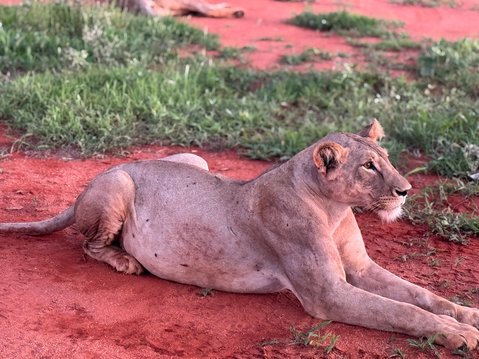 Wildes Kenia: Rote Erde, Safari der Extraklasse und kristallklares Wasser