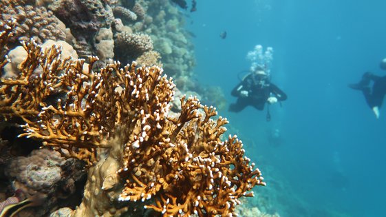 Tauchen und Tauchreisen: Was für uns den Zauber ausmacht